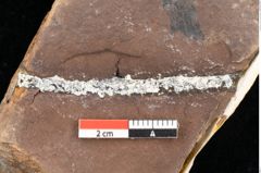 Foto (Detailsansicht) von Quercus palaeoilex Ettingshausen (NHMW-GEO-2024-0188-0837)